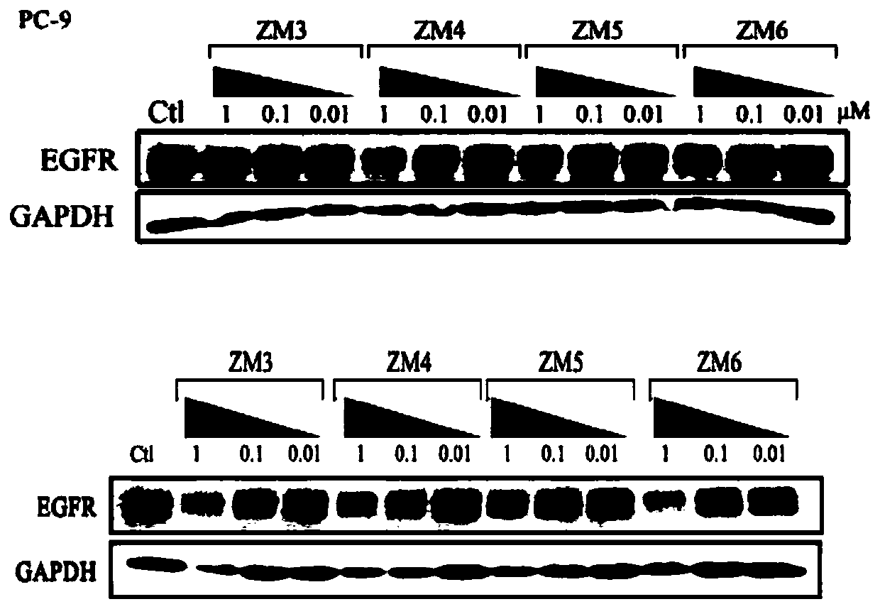 Compound based on CRBN ligand inducing EGFR degradation and preparation method thereof, pharmaceutical composition and application