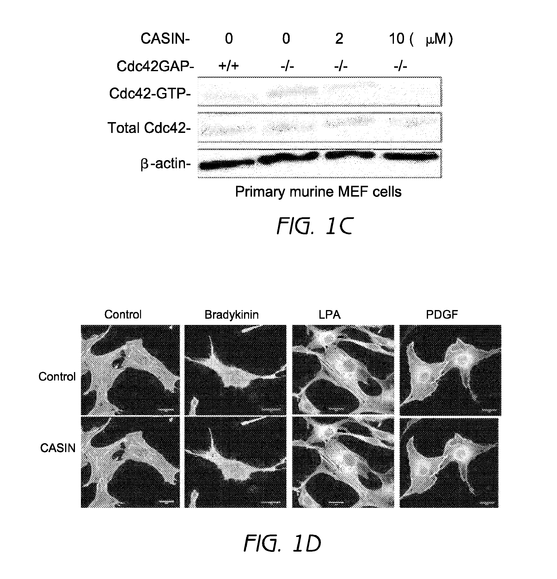 Mobilization of hematopoietic stem cells