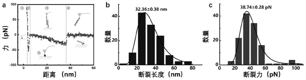 A high-throughput single-molecule force spectroscopy method