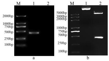 A kind of perch rhabdovirus recombinant g2 protein and its application