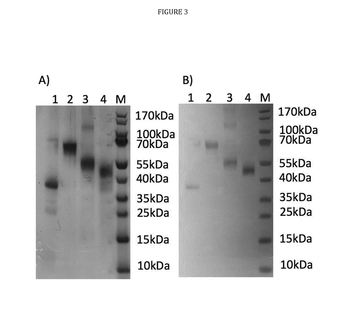 Multi-component-multistage malaria vaccines