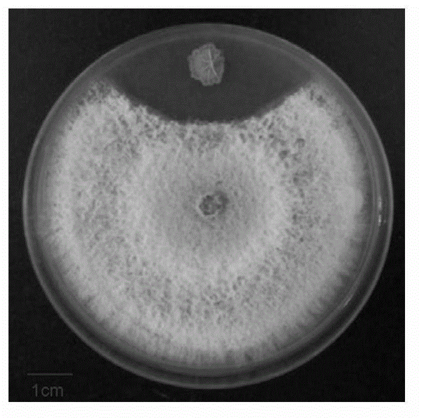 Biocontrol bacteria, separation method, bacterial agent and application thereof for preventing and treating sesame fusarium wilt