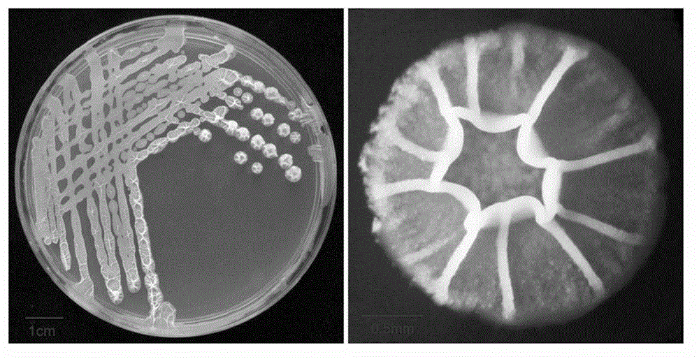 Biocontrol bacteria, separation method, bacterial agent and application thereof for preventing and treating sesame fusarium wilt