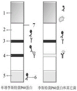 Colloidal gold test paper strip for detecting Listeria or Listeria monocytogenes in food based on monoclonal antibody, and applications thereof