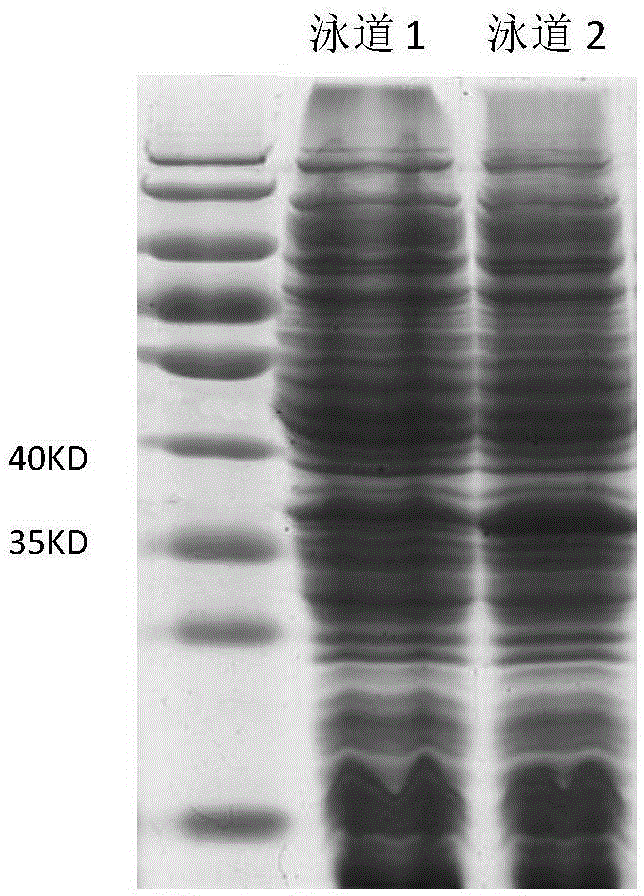 Method for regenerating ATP using rationally designed enzyme