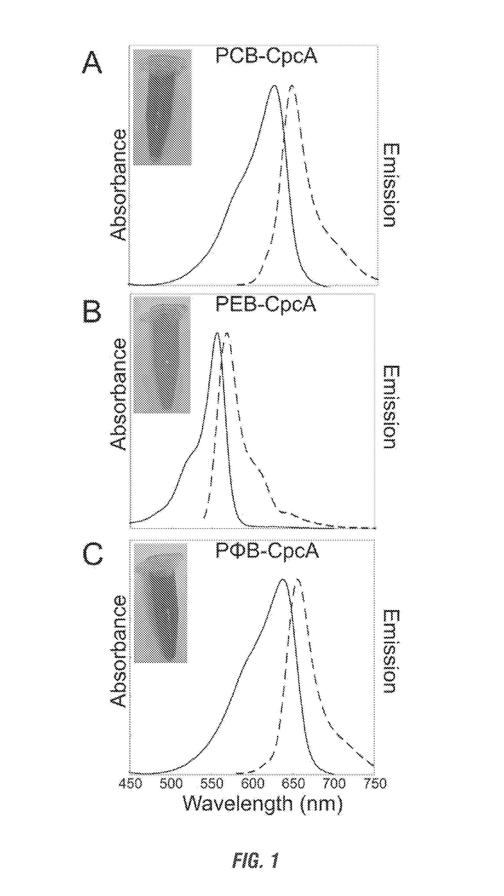 Recombinant phycobiliproteins with enhanced fluorescence and photochemical properties