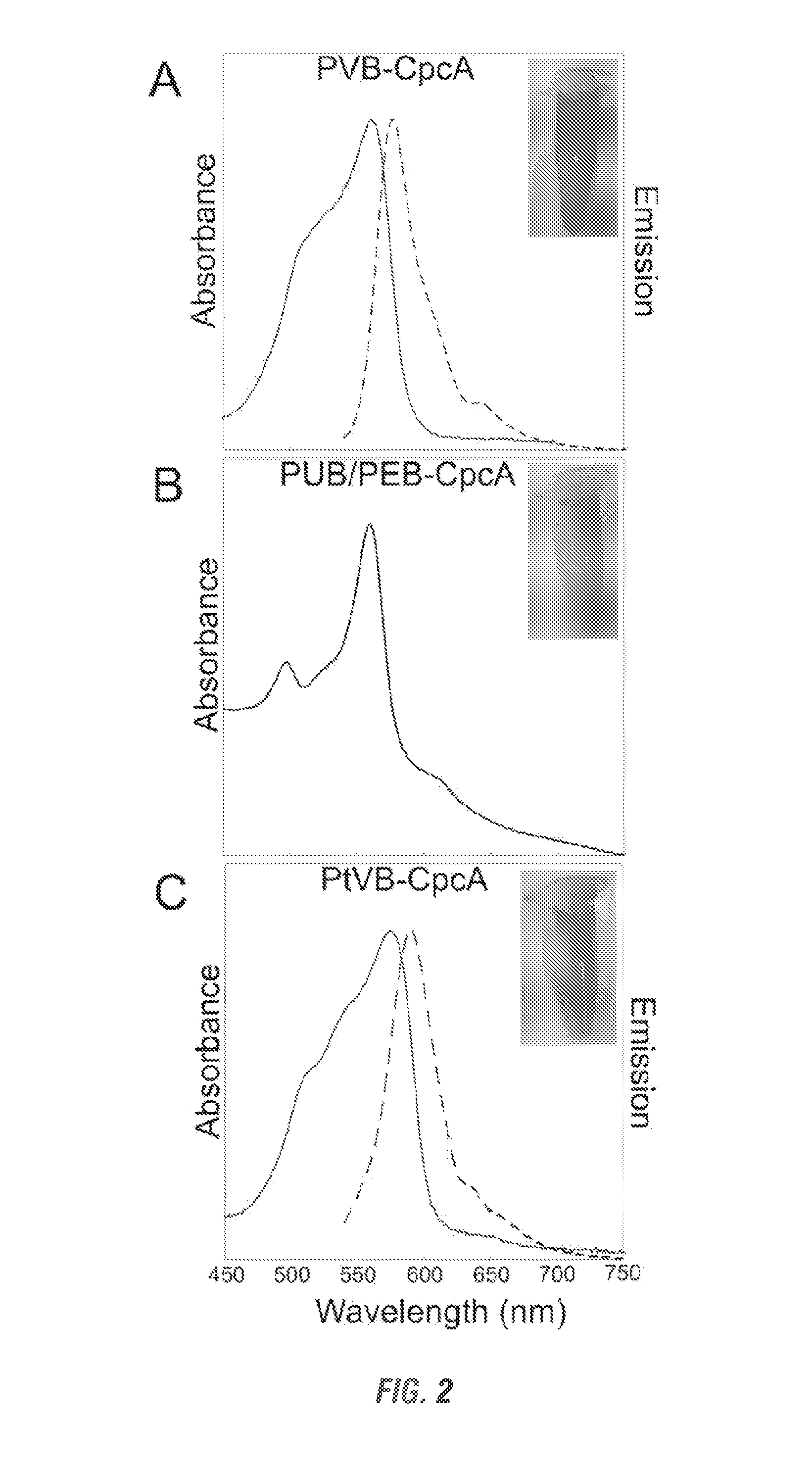 Recombinant phycobiliproteins with enhanced fluorescence and photochemical properties