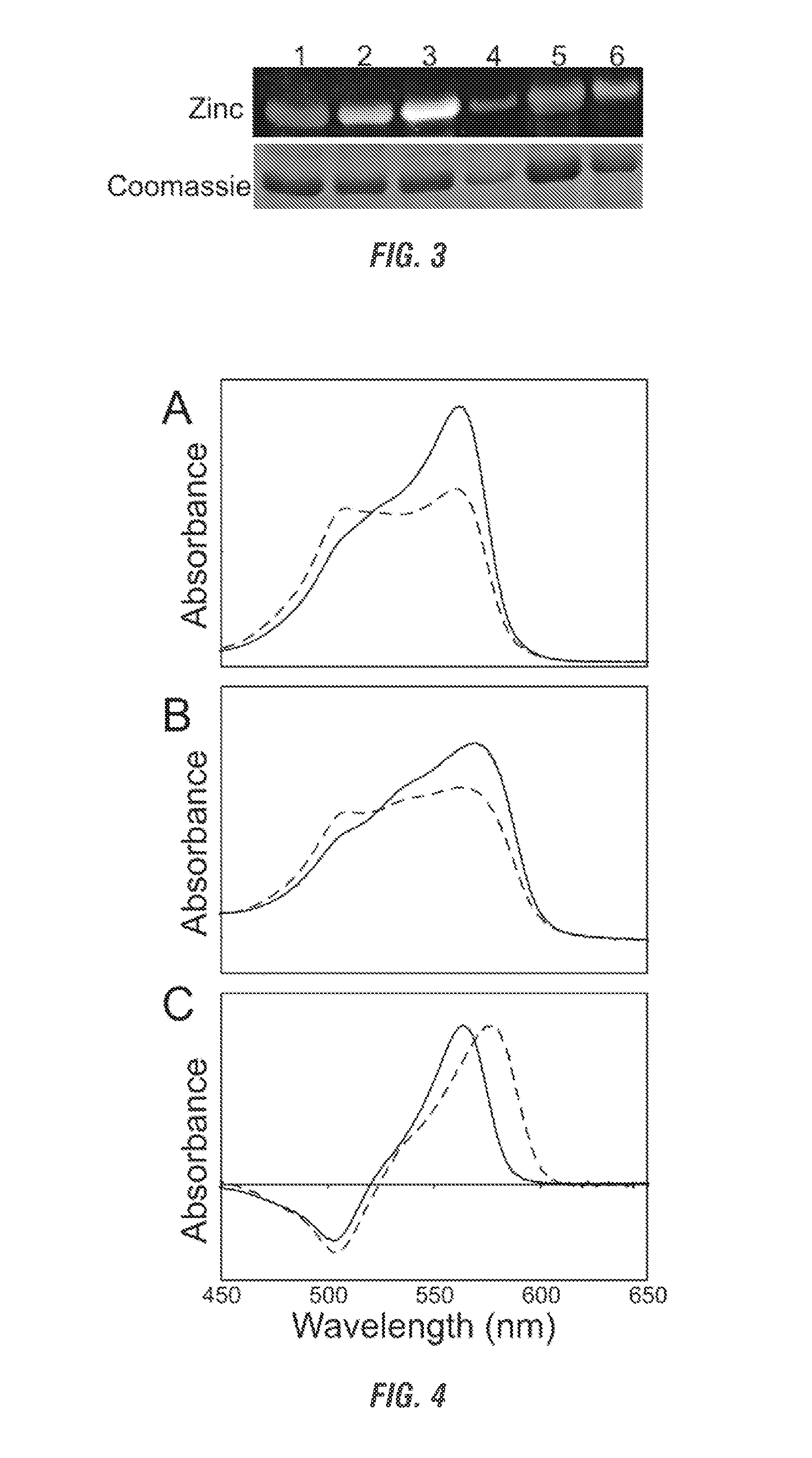 Recombinant phycobiliproteins with enhanced fluorescence and photochemical properties