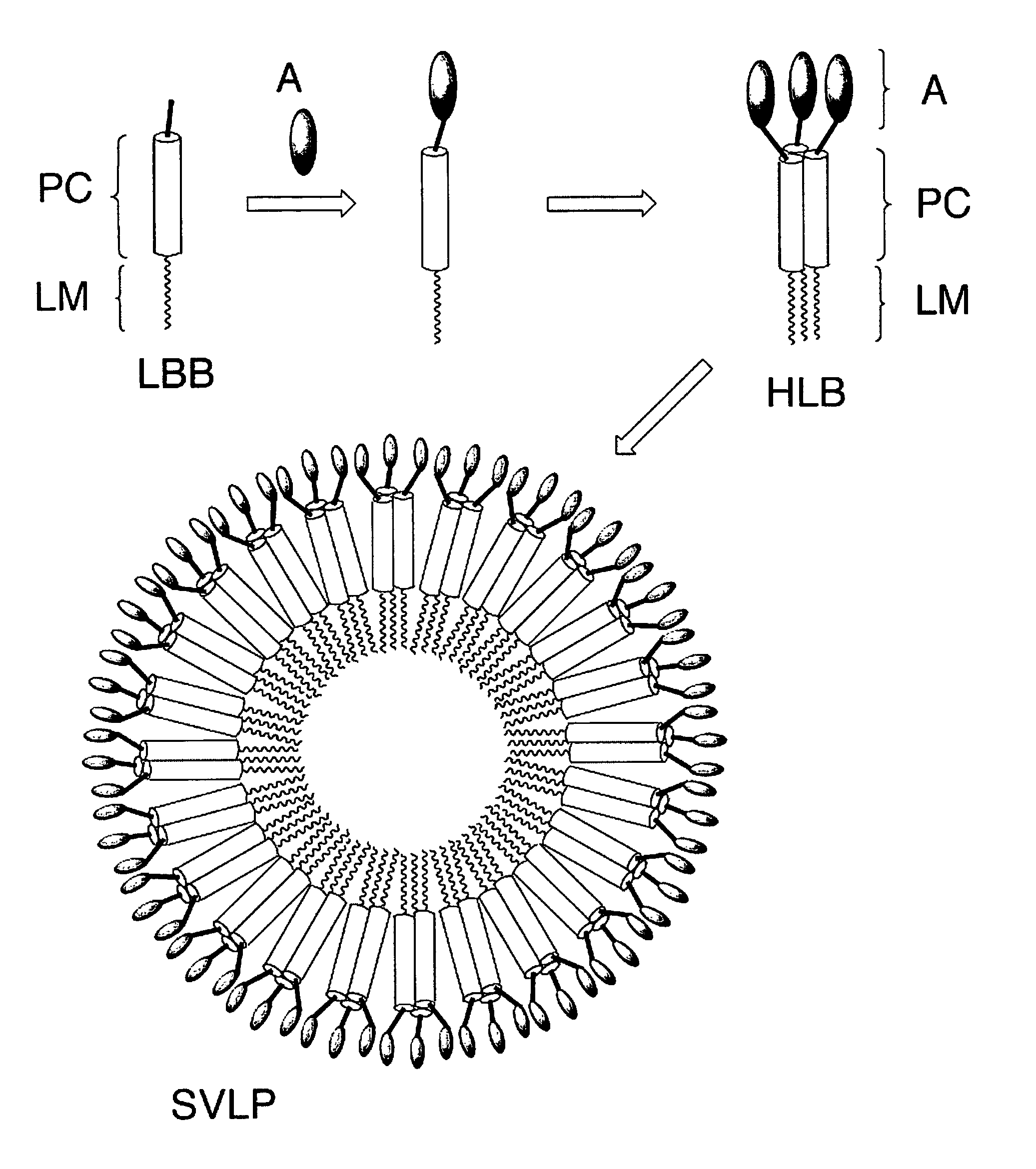 Coiled-coil lipopeptide helical bundles and synthetic virus-like particles