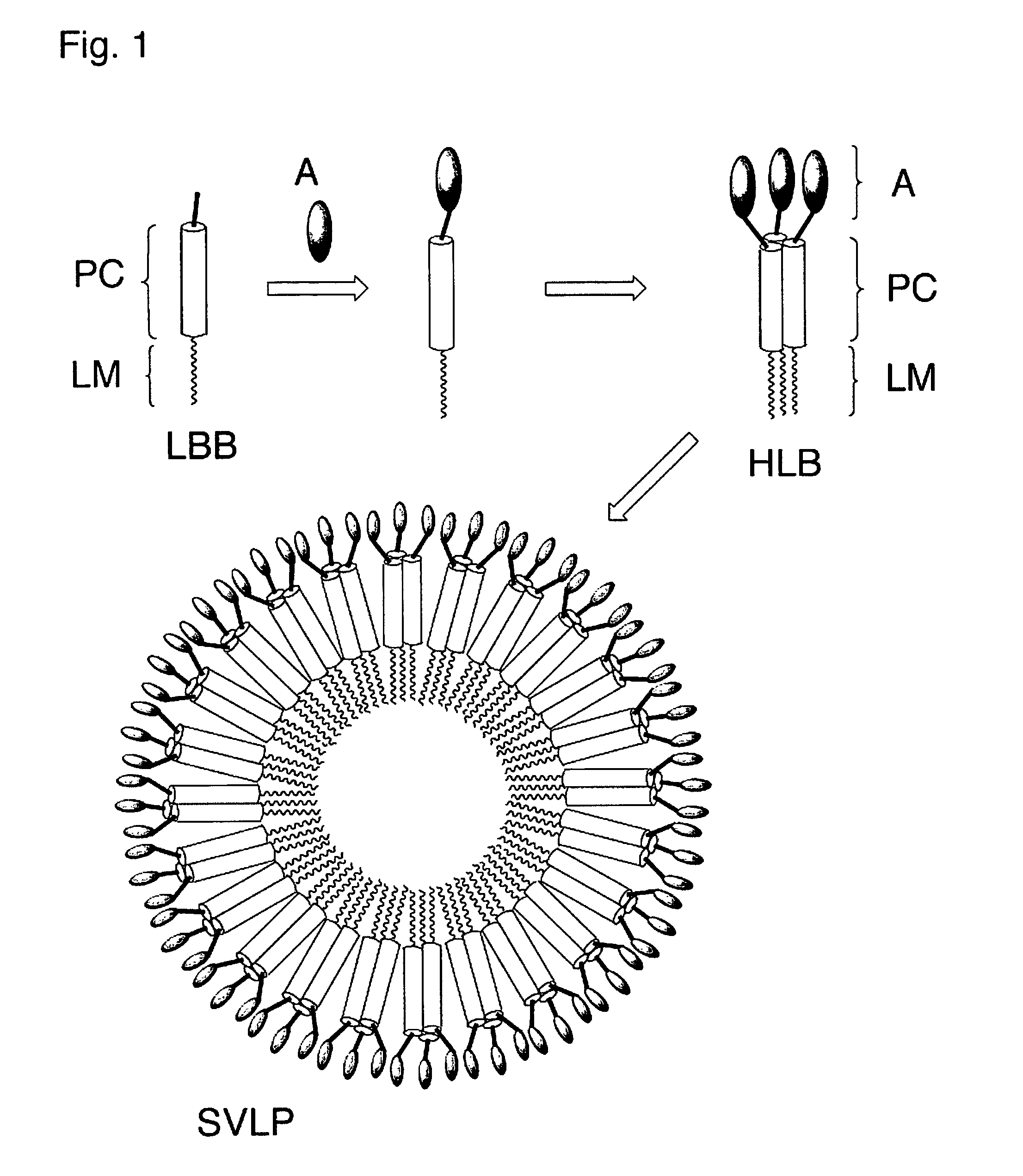 Coiled-coil lipopeptide helical bundles and synthetic virus-like particles