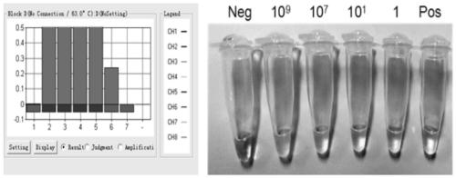 A rapid and sensitive detection method for Marburg virus rt-lamp