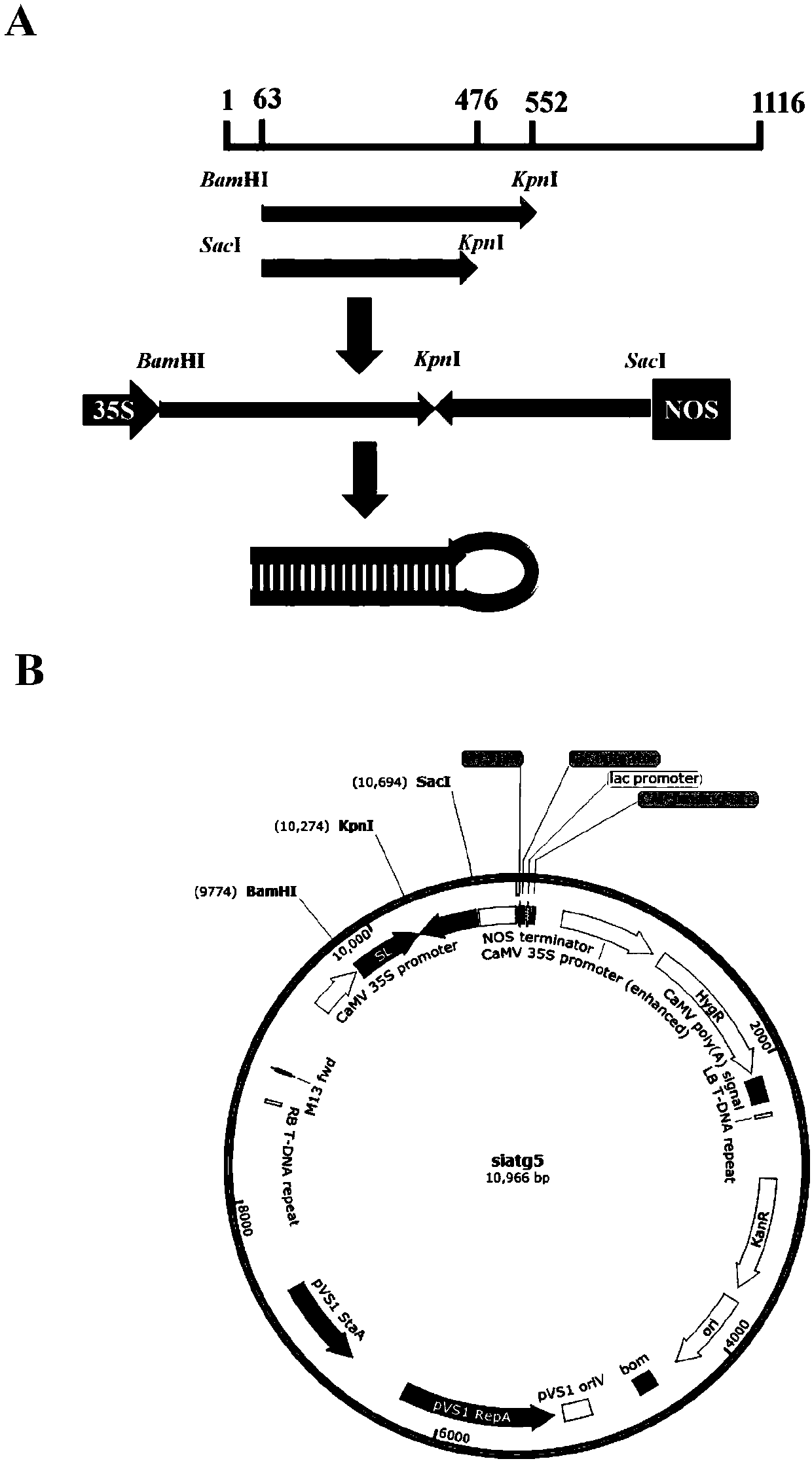 Atg 5 transient silencing vector