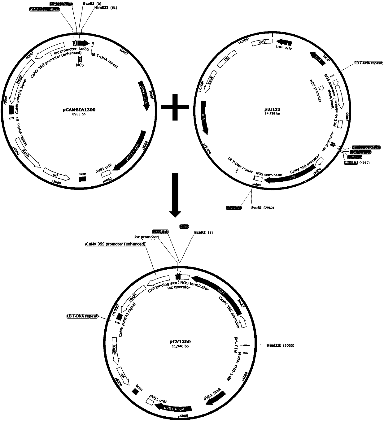 Atg 5 transient silencing vector