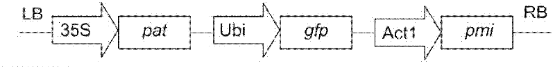 Transformation method of rice cells