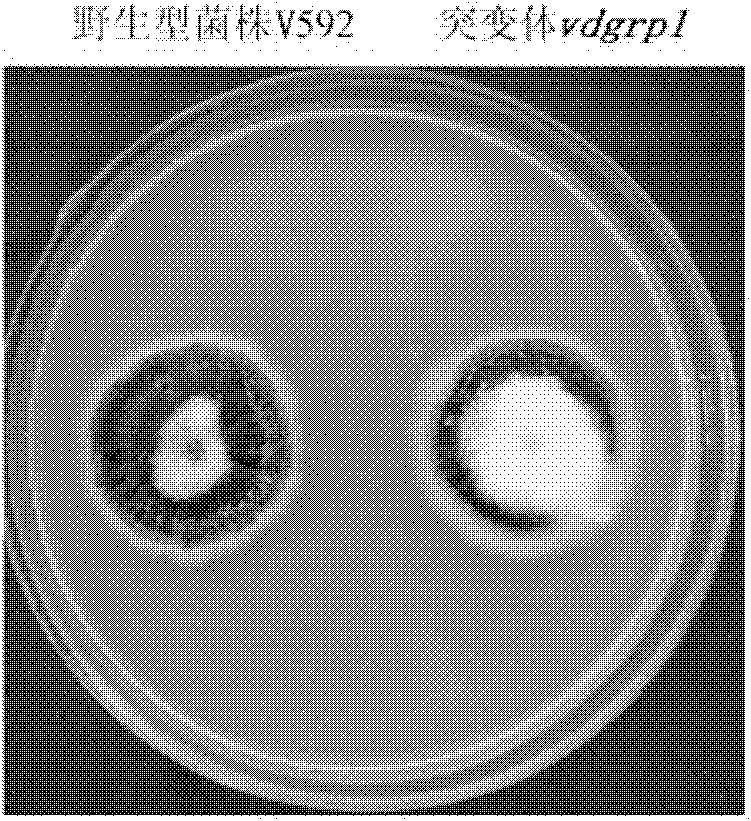 Pathogenic related protein VdGRP1 from verticillium dahliae kleb and coded gene thereof