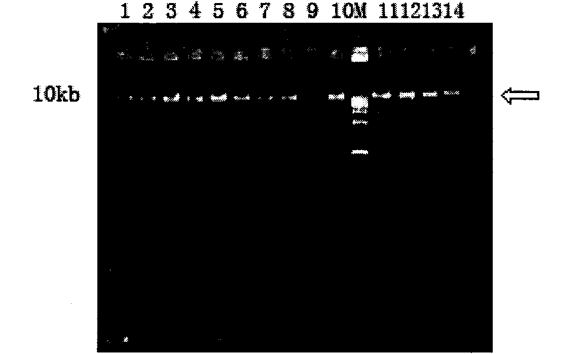 Extraction method of mangrove plant DNA