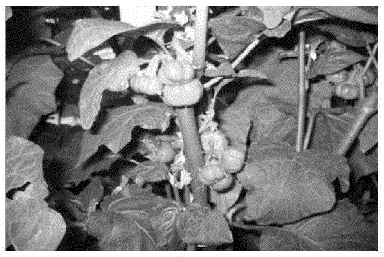 A method for breeding cytoplasmic male sterile lines of eggplant resistant to Verticillium wilt and Fusarium wilt