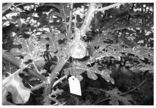 A method for breeding cytoplasmic male sterile lines of eggplant resistant to Verticillium wilt and Fusarium wilt