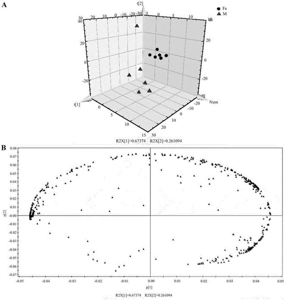 Method for identifying varieties of dendrobium huoshanense and dendrobium officinale based on metabonomics