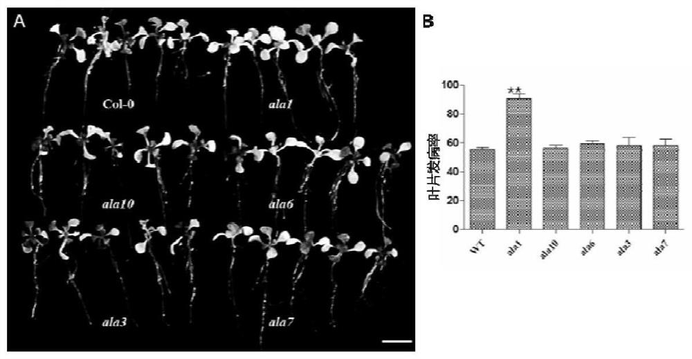 Method for improving resistance of plant to fusarium graminearum by utilizing gene AtALA1