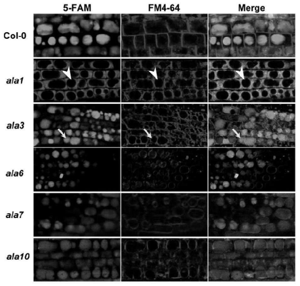 Method for improving resistance of plant to fusarium graminearum by utilizing gene AtALA1