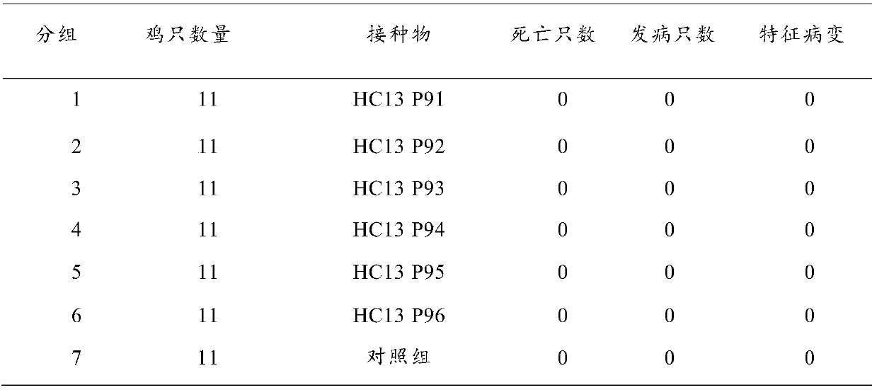 An infectious bronchitis virus low virulent strain, a constructing method thereof and applications of the strain