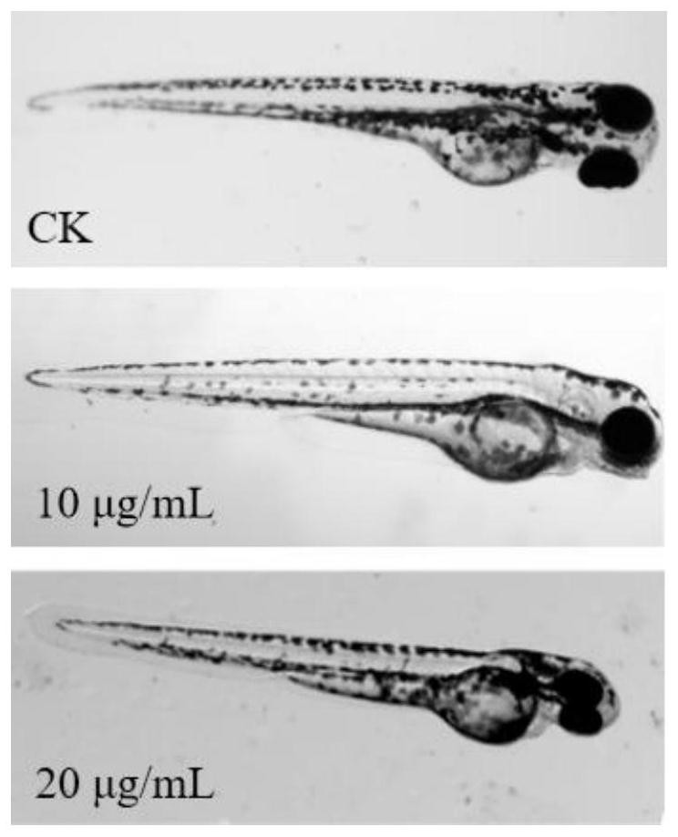 Method for evaluating eye stimulation of infant cosmetics by using zebra fish