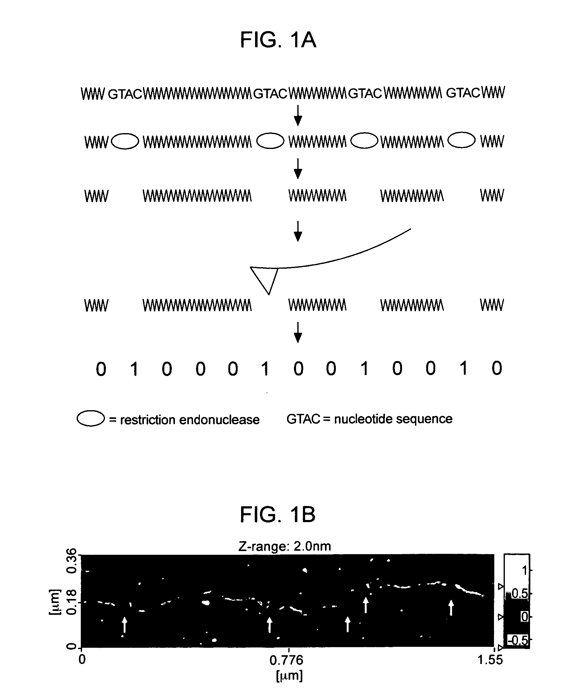 Compositions and methods for analyzing immobilized nucleic acids