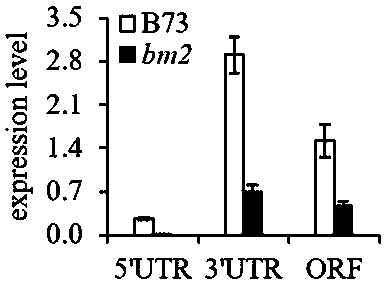 Gene related to bm2 phenotyping, variant and molecular marker thereof