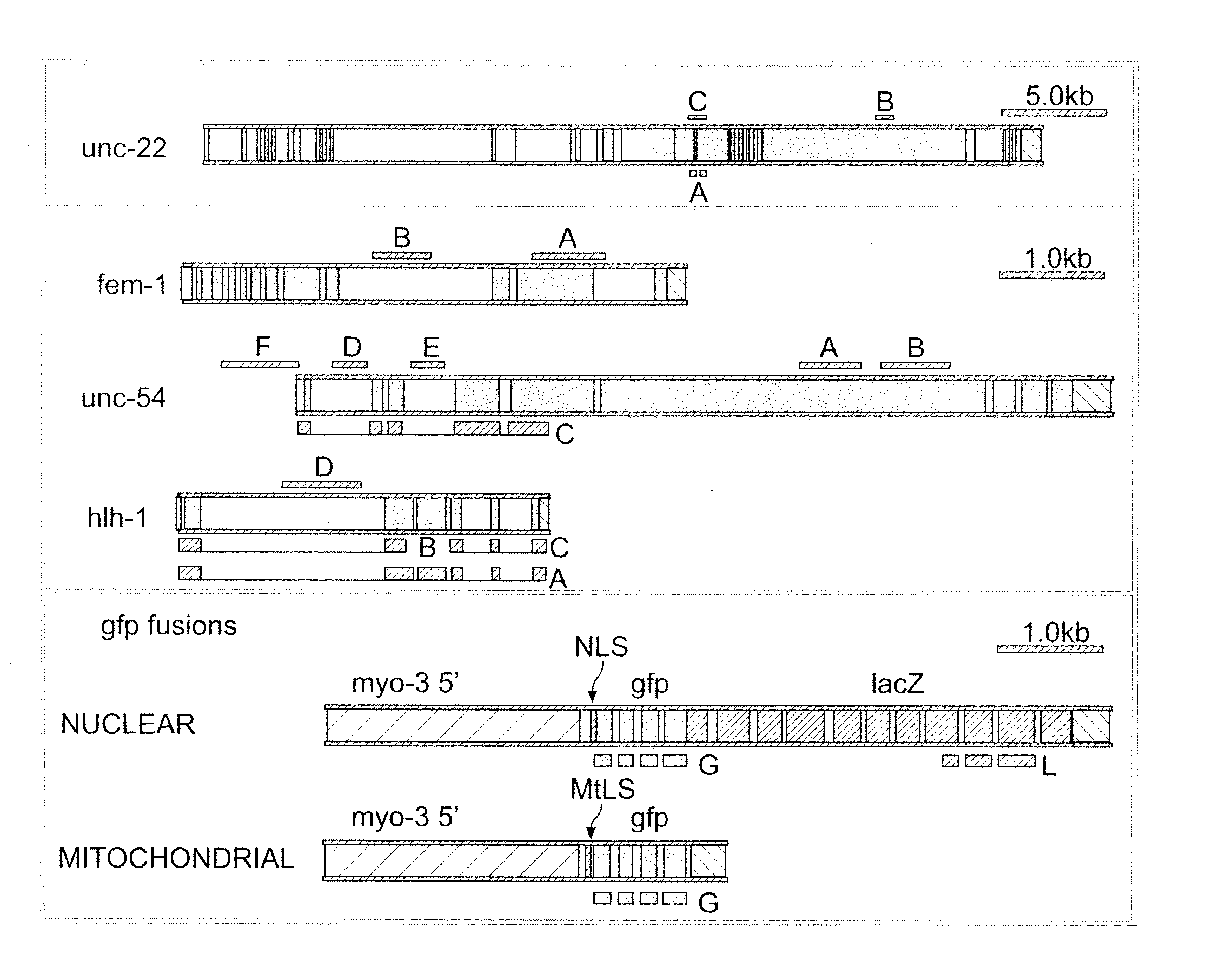 Genetic inhibition by double-stranded RNA