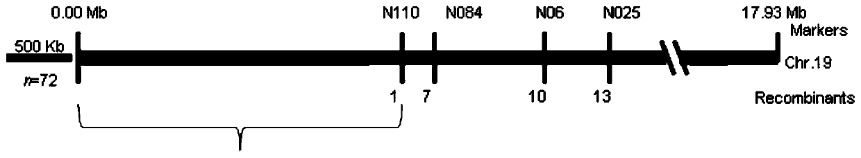 Estrogen receptor promoting gene FERR and estrogen receptor restraining gene FERR-R of populus deltoides and application of estrogen receptor promoting gene FERR and estrogen receptor restraining gene FERR-R of populus deltoides