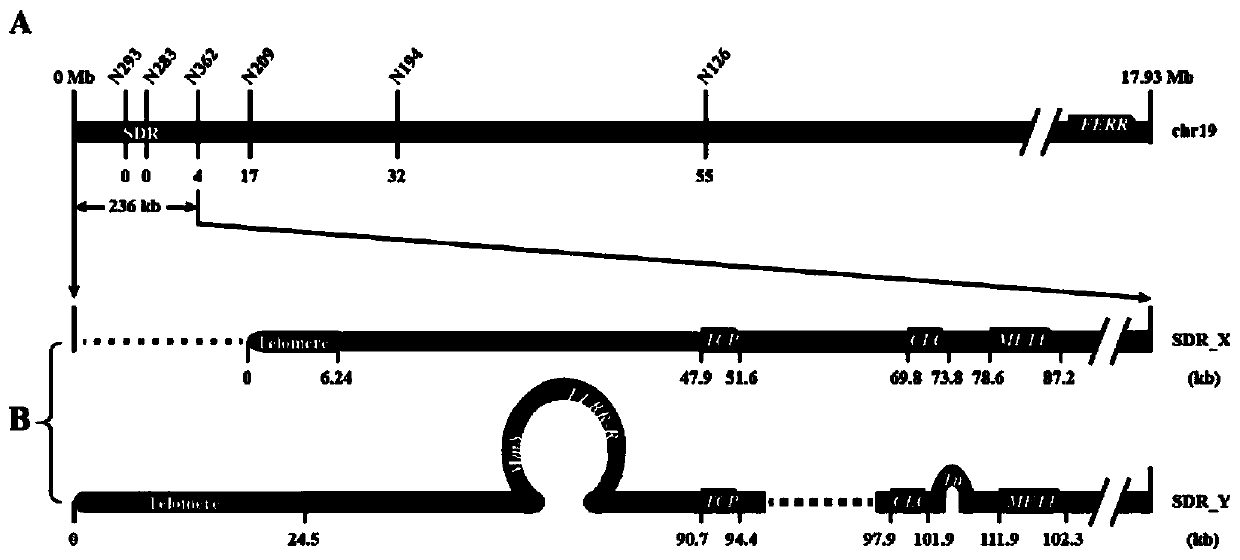 Estrogen receptor promoting gene FERR and estrogen receptor restraining gene FERR-R of populus deltoides and application of estrogen receptor promoting gene FERR and estrogen receptor restraining gene FERR-R of populus deltoides