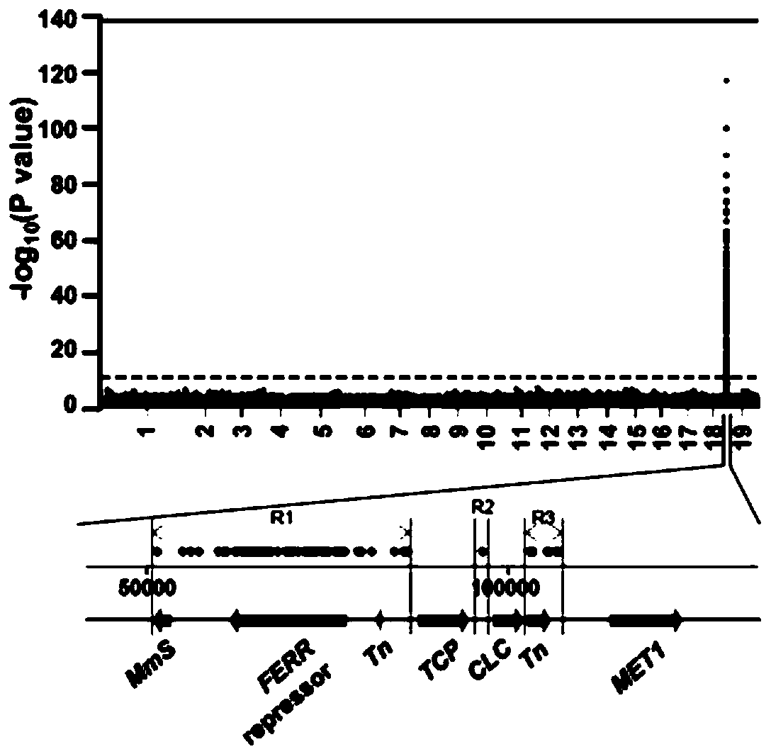 Estrogen receptor promoting gene FERR and estrogen receptor restraining gene FERR-R of populus deltoides and application of estrogen receptor promoting gene FERR and estrogen receptor restraining gene FERR-R of populus deltoides