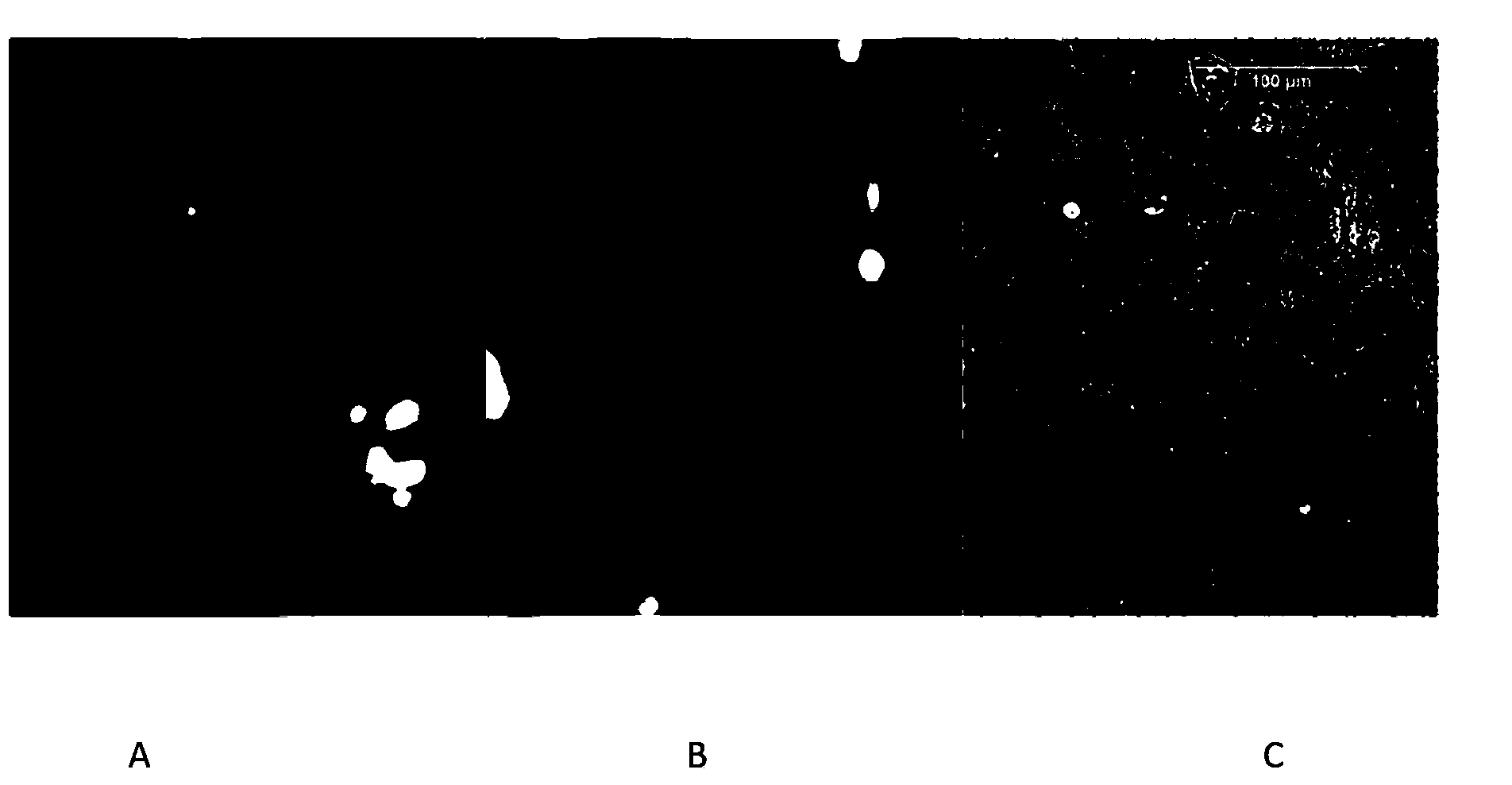 Method for constructing genetic character chimeric multi-cellar structure