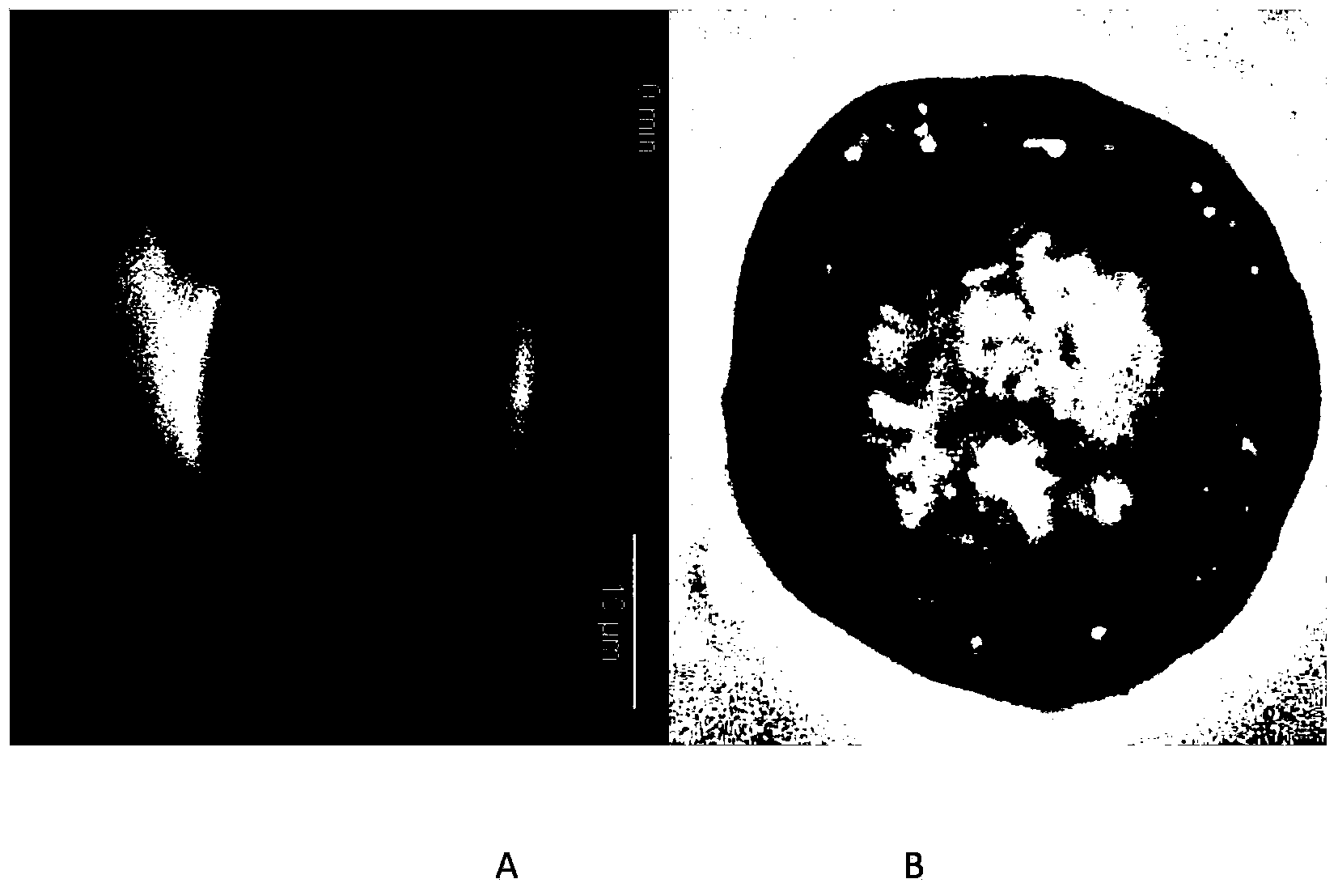 Method for constructing genetic character chimeric multi-cellar structure