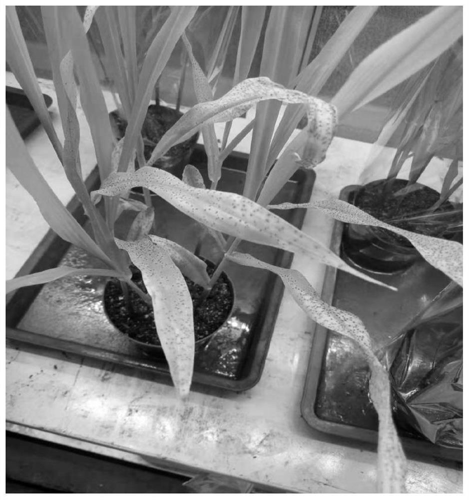 A method for inoculating and propagating Puccinia maize