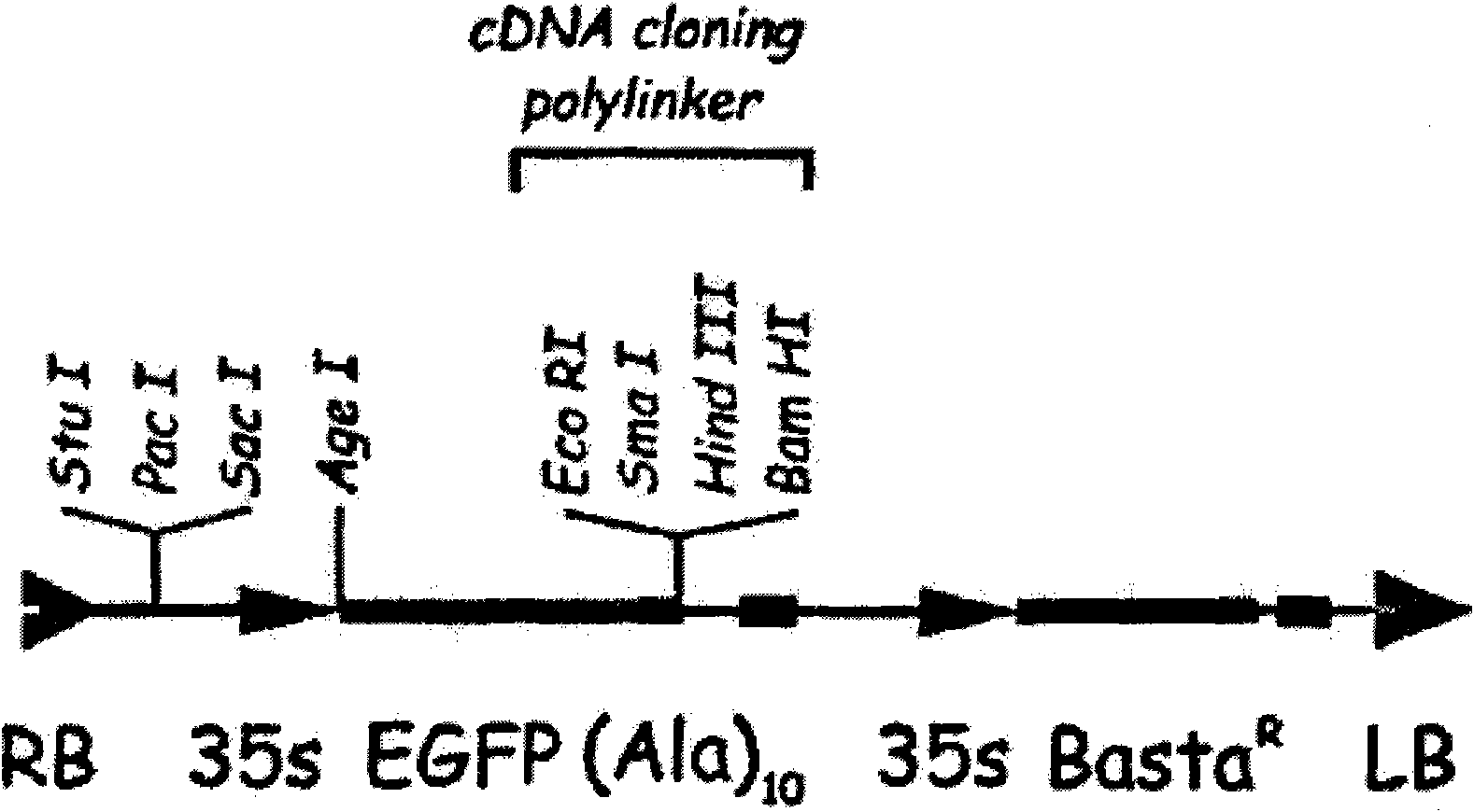 Maize water-logging tolerance-related transcription factor gene zm-bRLZ, molecular marker and application