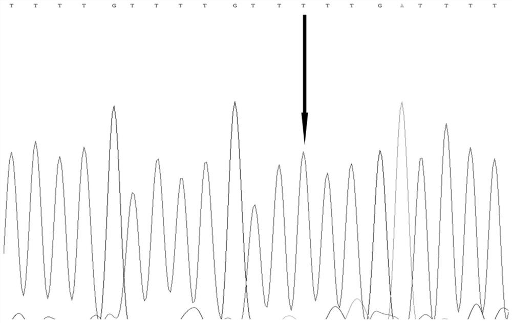 A SNP molecular marker related to the growth traits of the hybrid yellow catfish "Huangyou 1" and its application