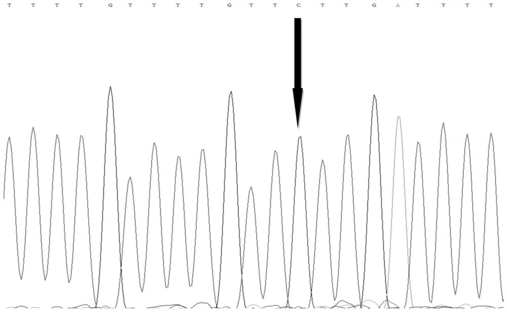 A SNP molecular marker related to the growth traits of the hybrid yellow catfish "Huangyou 1" and its application