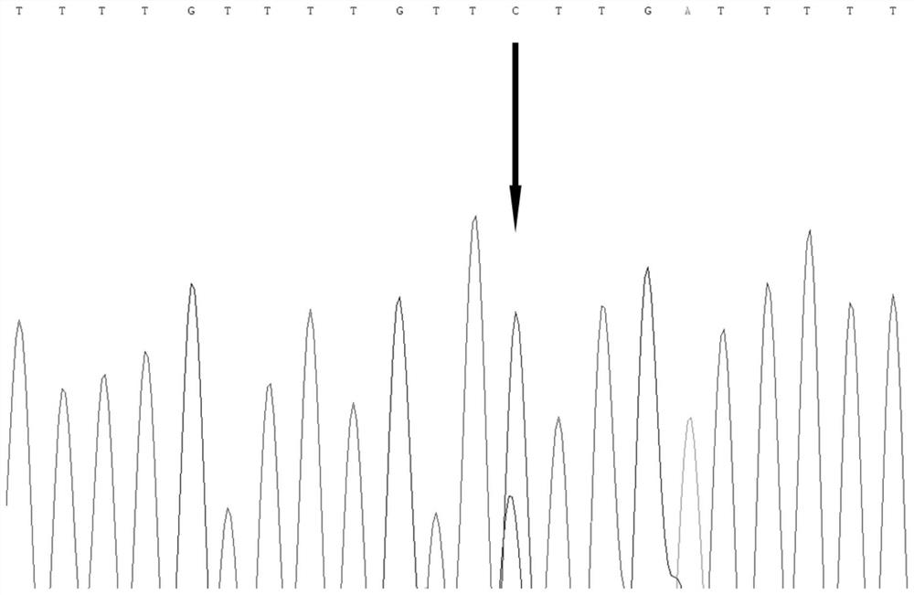 A SNP molecular marker related to the growth traits of the hybrid yellow catfish "Huangyou 1" and its application