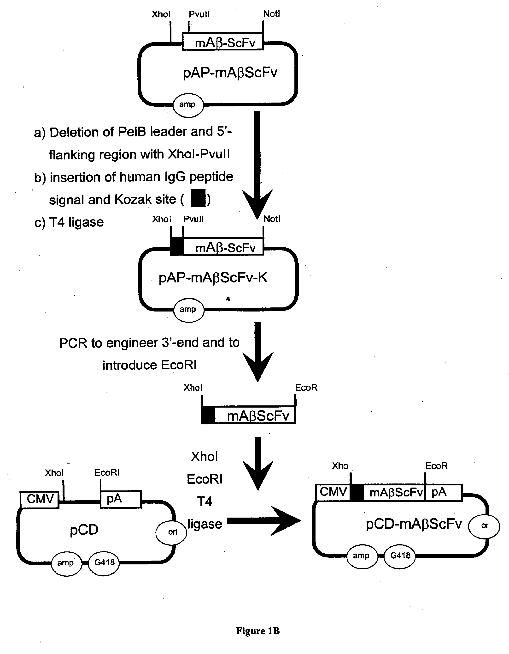 Genetically Encoded Multifunctional Compositions Bidrectionally Transported Between Peripheral Blood and the CNS