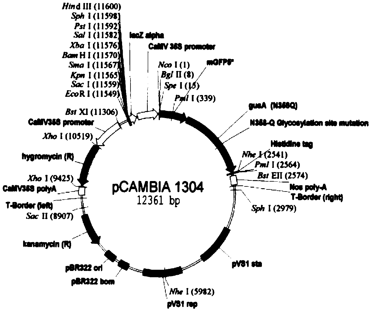 A method for genetic transformation of Dangshansu pear