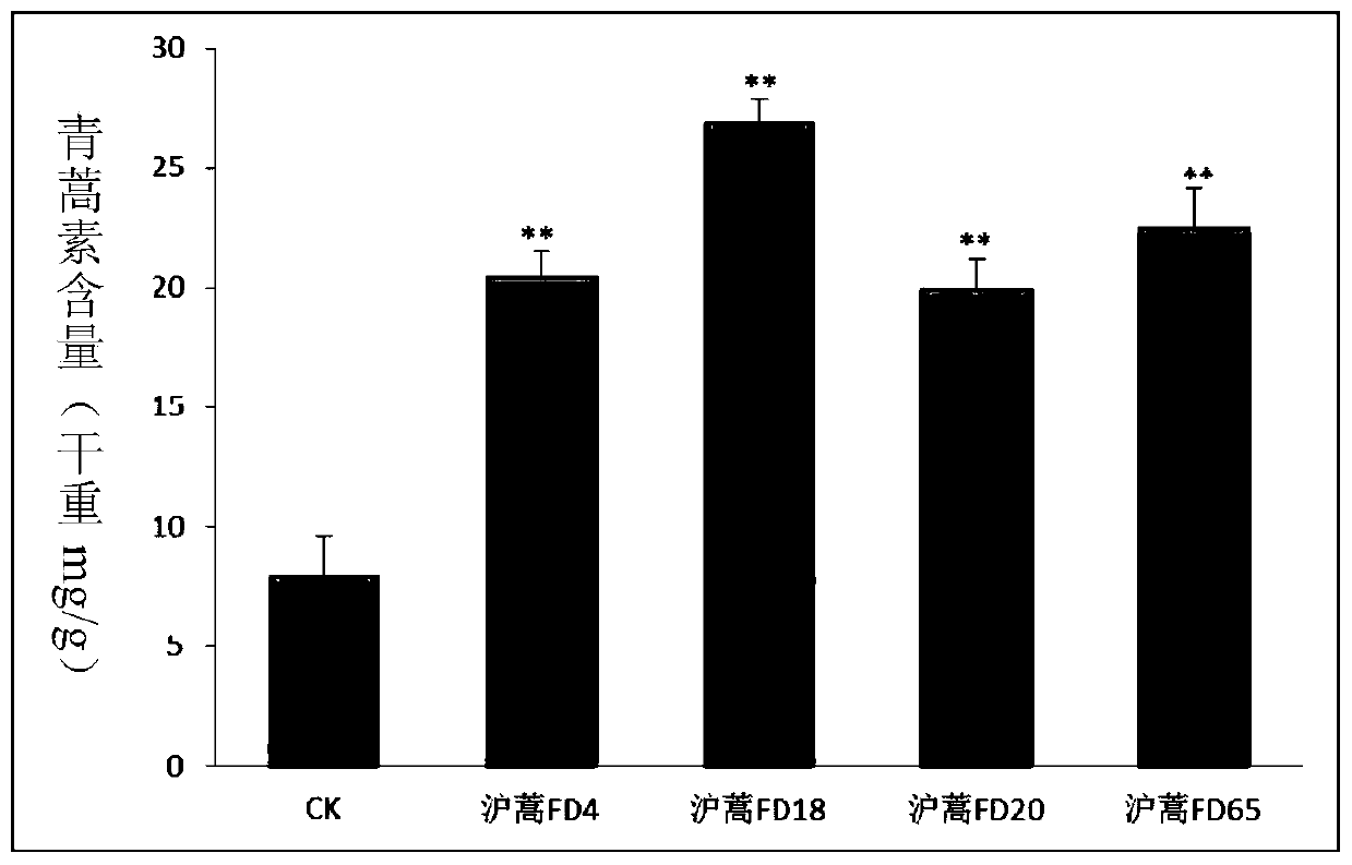 Method for co-transferring fps and dbr2 genes to increase artemisinin content and prepared Artemisia annua