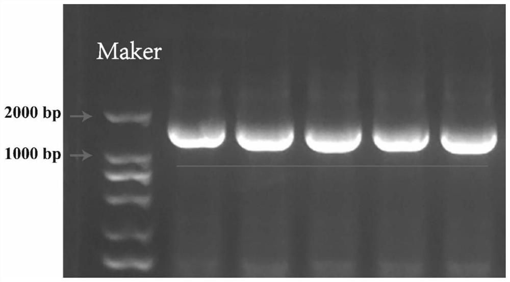 Application of gene VLNHX3D in regulation of Na&lt;+&gt; and/or K&lt;+&gt; concentration of plant cells