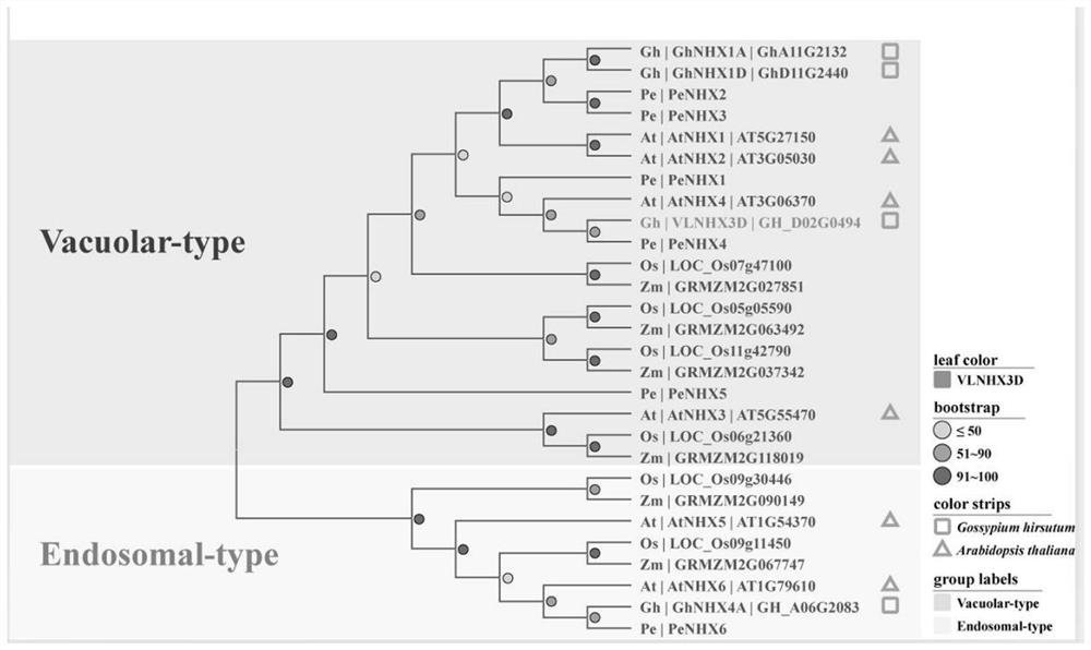 Application of gene VLNHX3D in regulation of Na&lt;+&gt; and/or K&lt;+&gt; concentration of plant cells