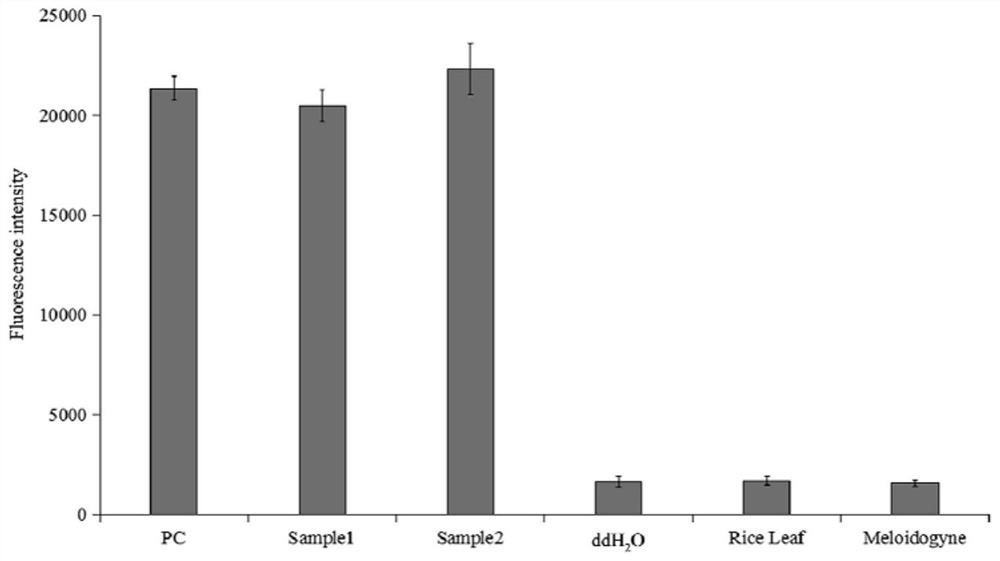 Primer group, system, kit and method for detecting aphelenchoides besseyi