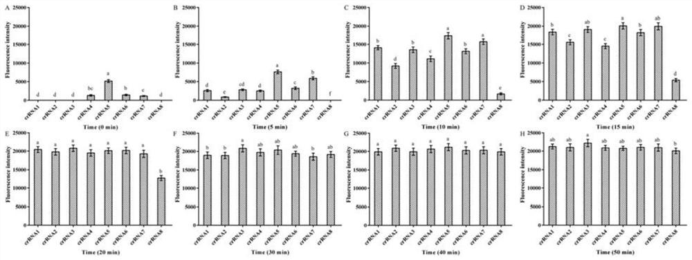 Primer group, system, kit and method for detecting aphelenchoides besseyi