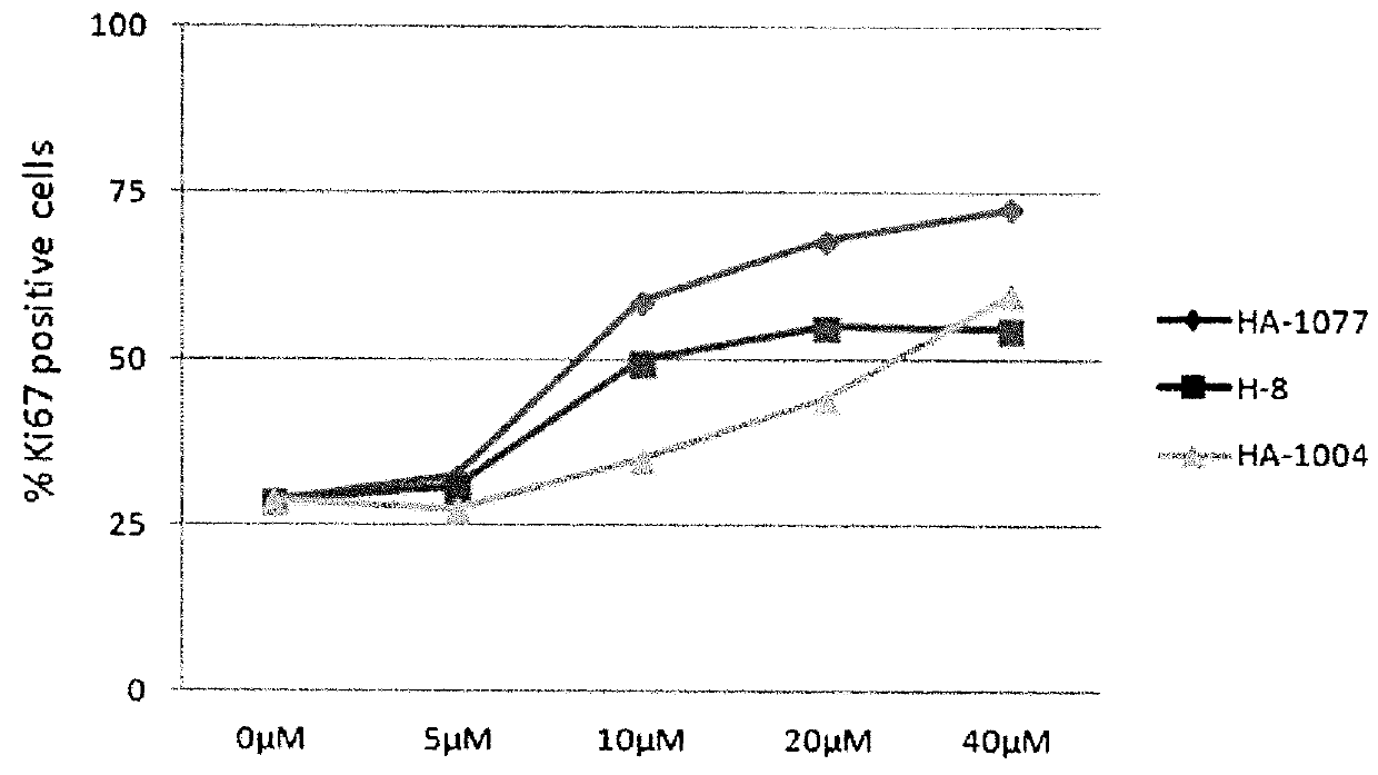 Method and Medium for Amplifying Neural Precursor Cells