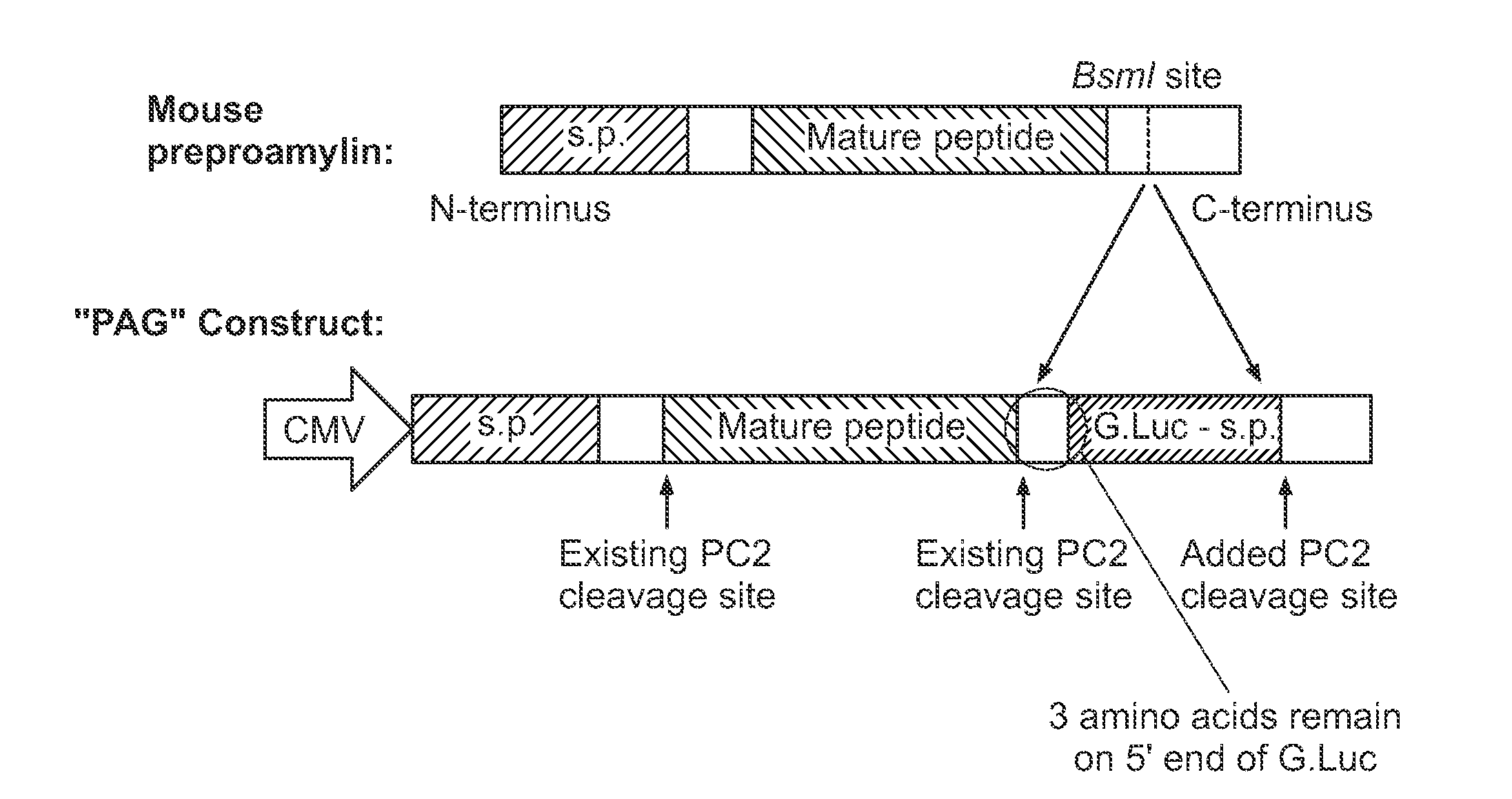 Propeptide-luciferase fusion proteins and methods of use thereof