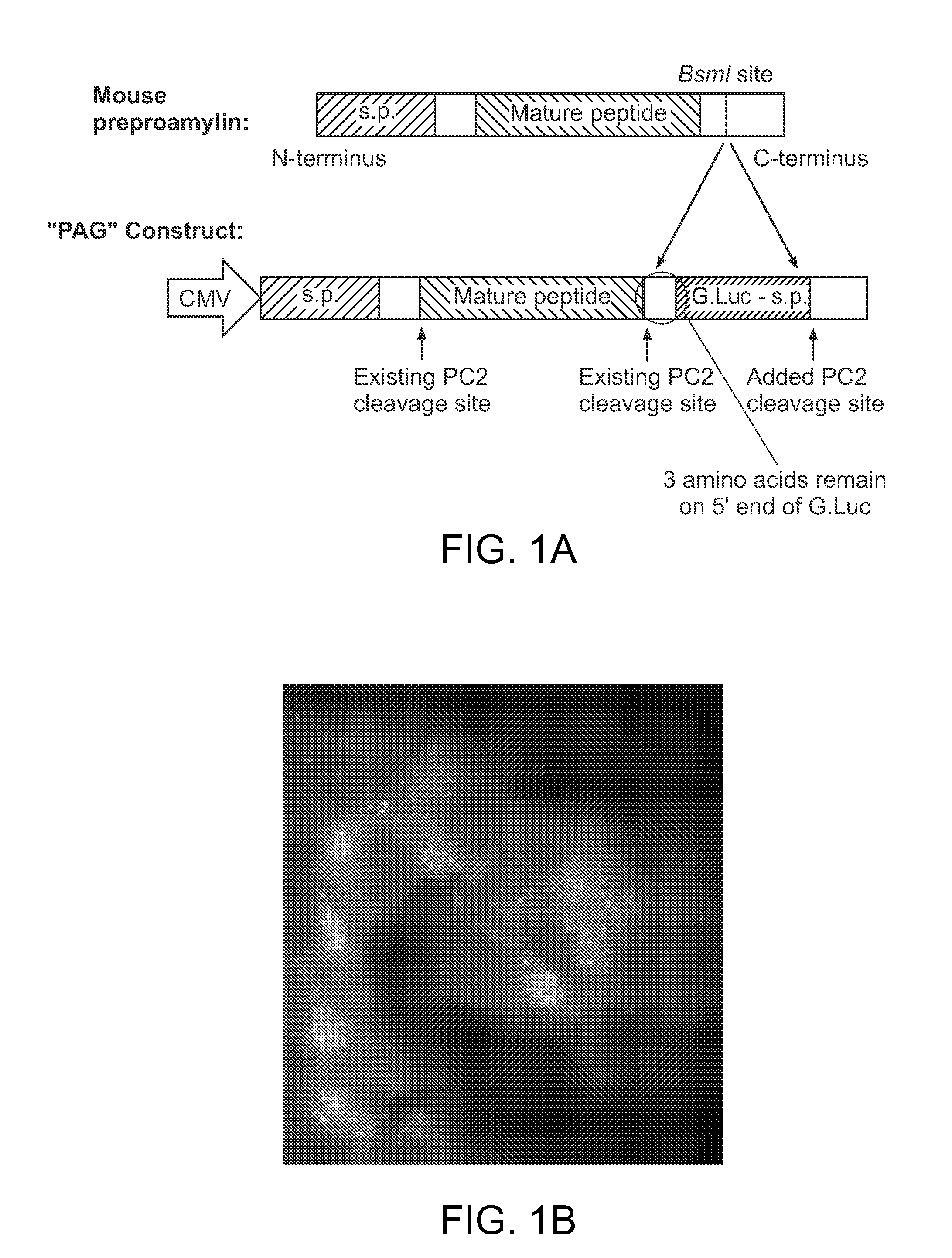 Propeptide-luciferase fusion proteins and methods of use thereof